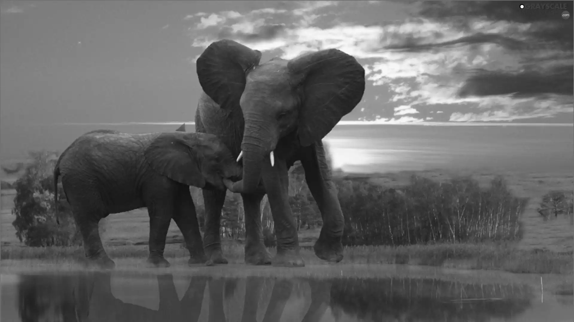 watering place, Elephant, young
