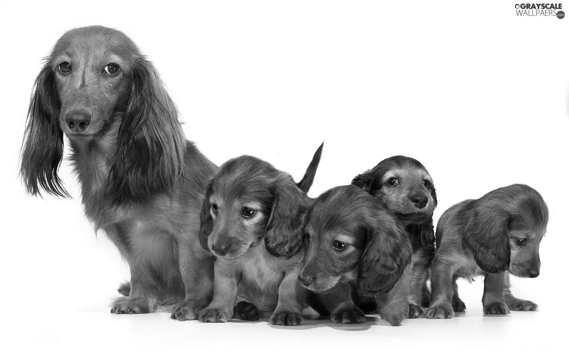 young, puppies, Longhair, bitch, dachshunds