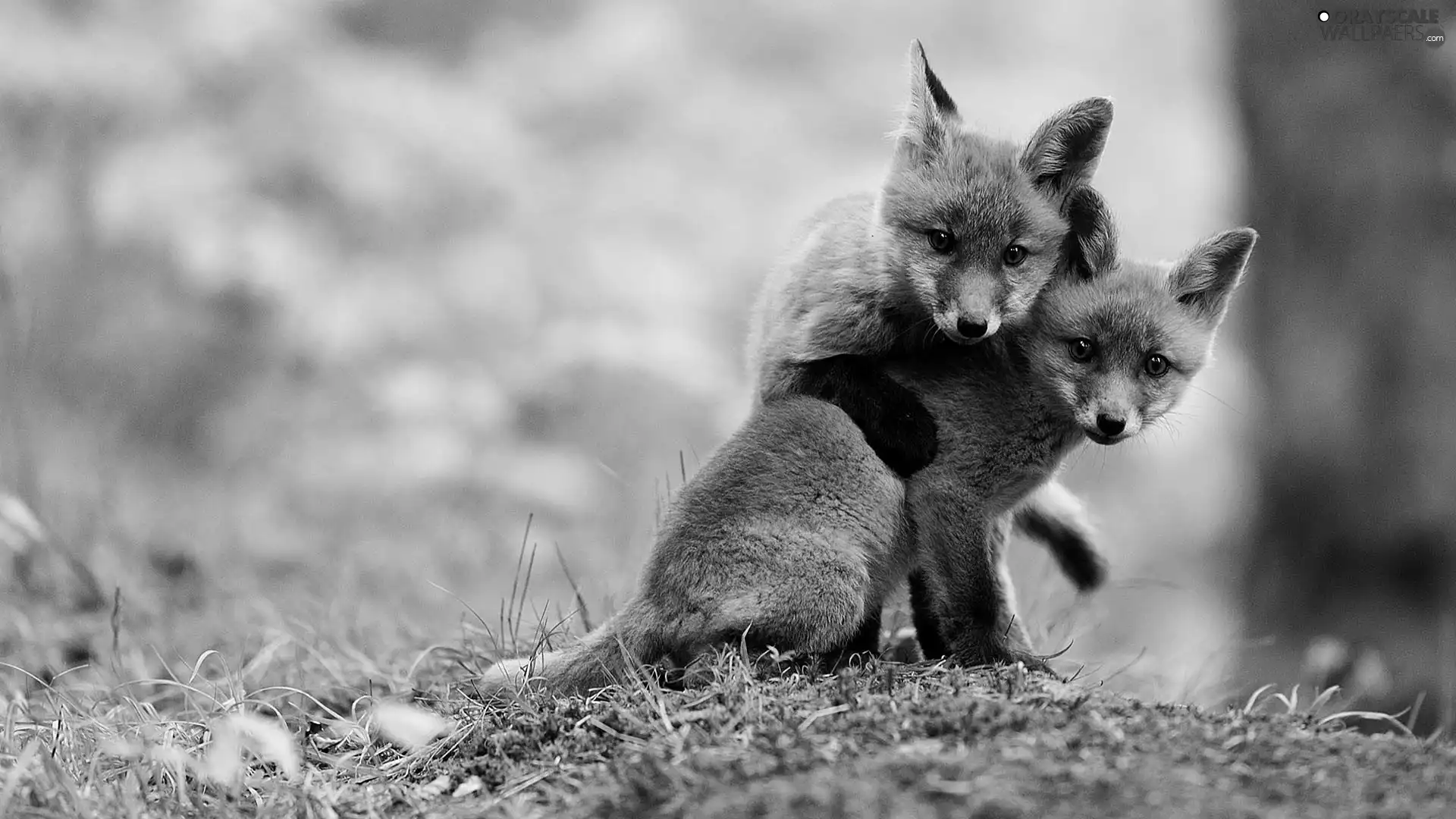 foxes, Two cars, young