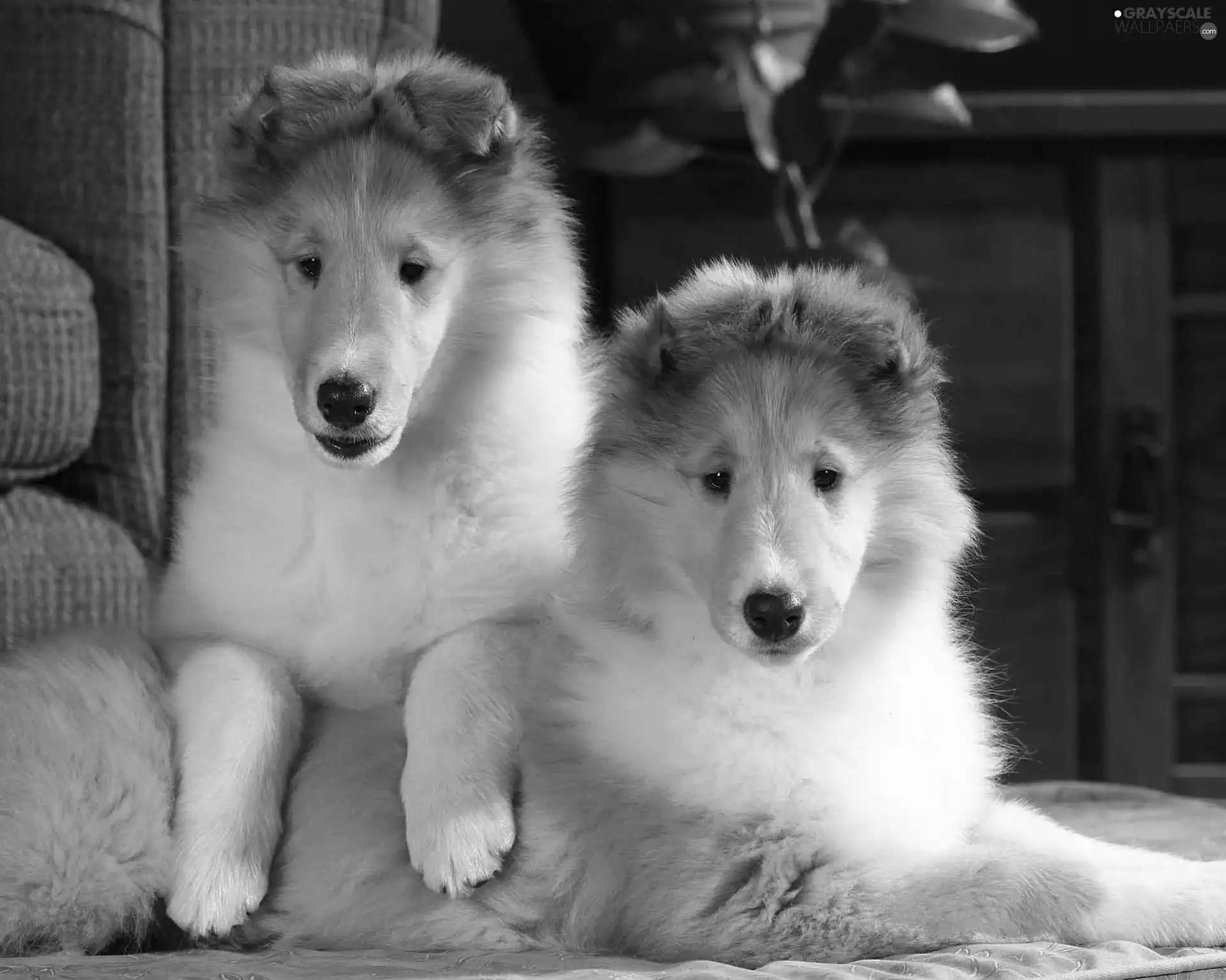 Collies Longhair, Two cars, young
