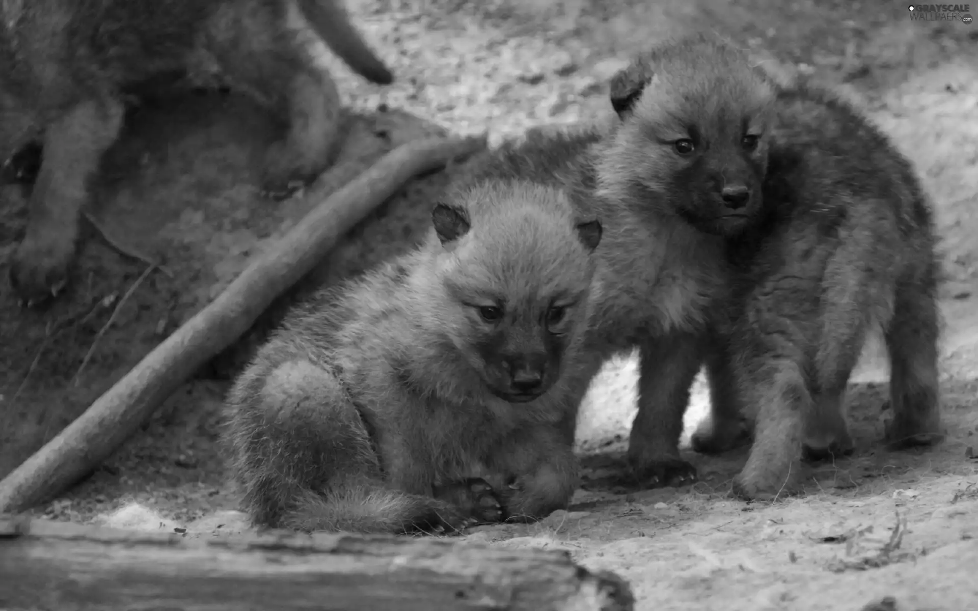 wolves, Two cars, young