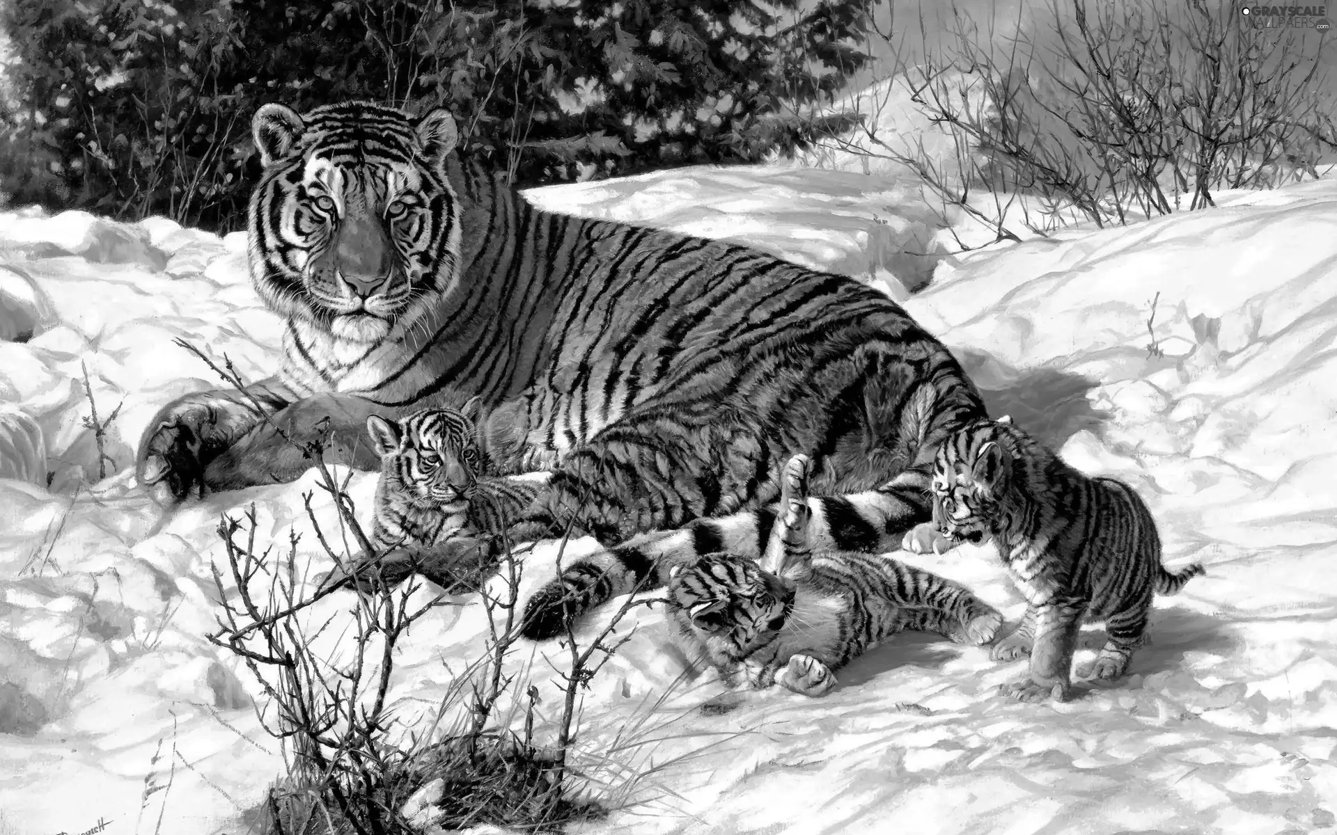 winter, Three, young, tiger