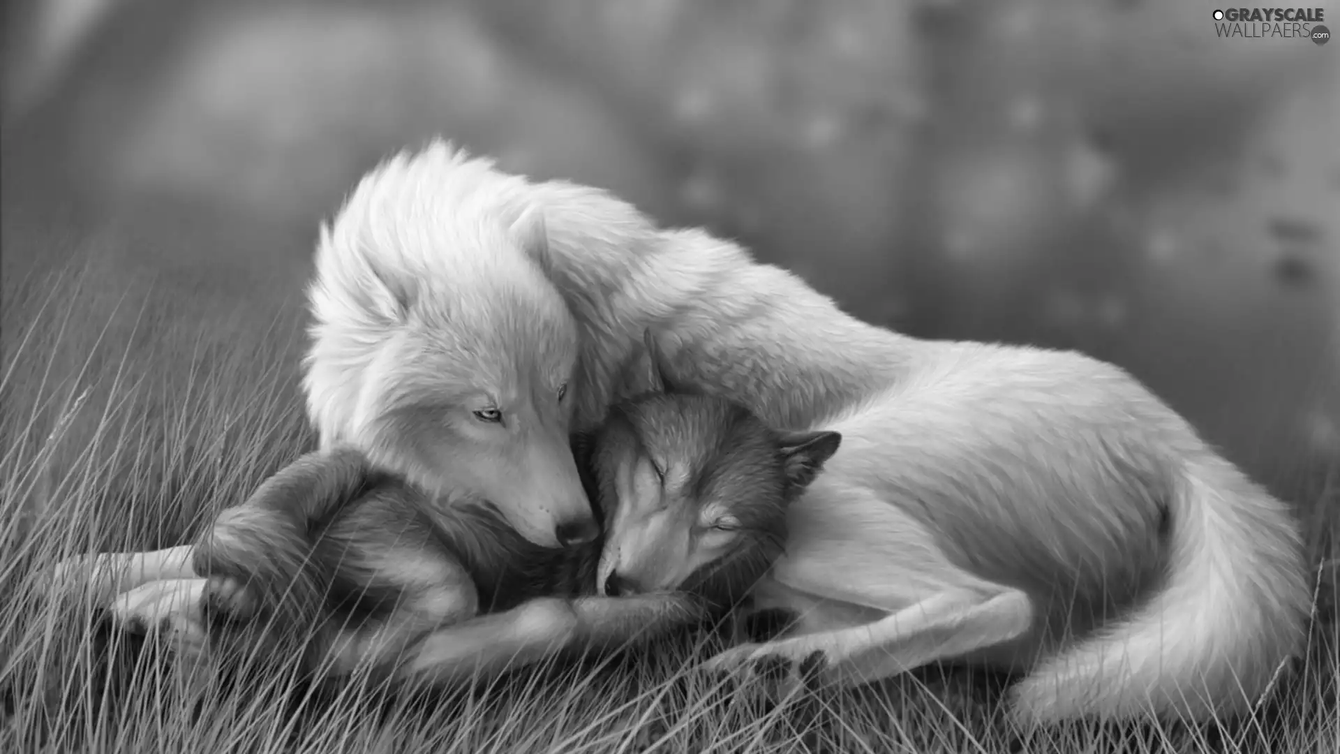 young, mother, Wolf
