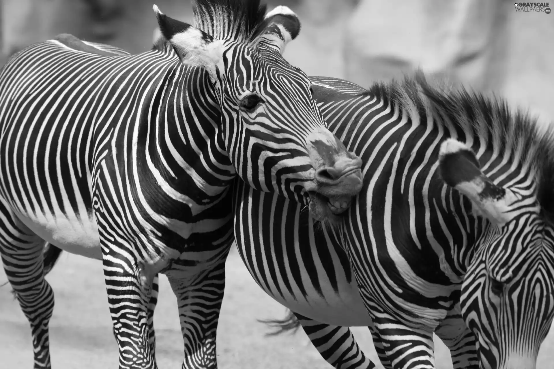 zebra