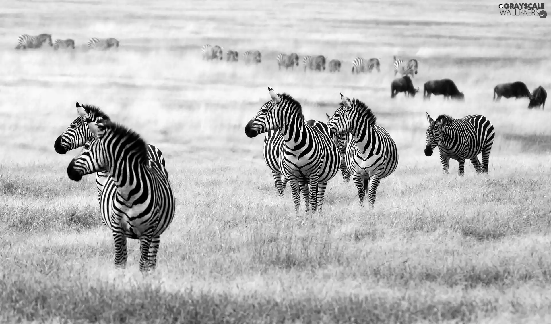 zebra