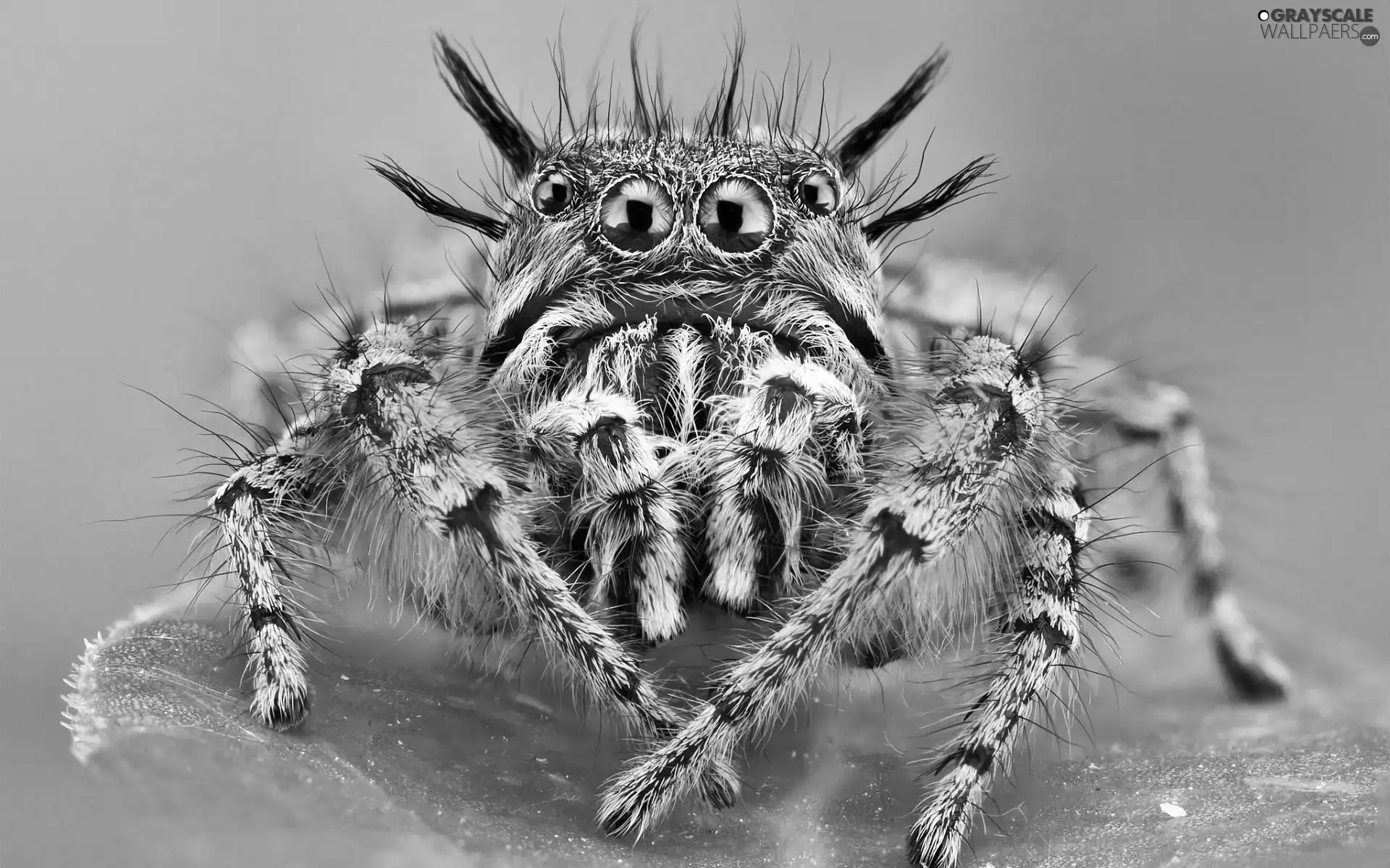 Eyes, Spider, Zebra Jumper