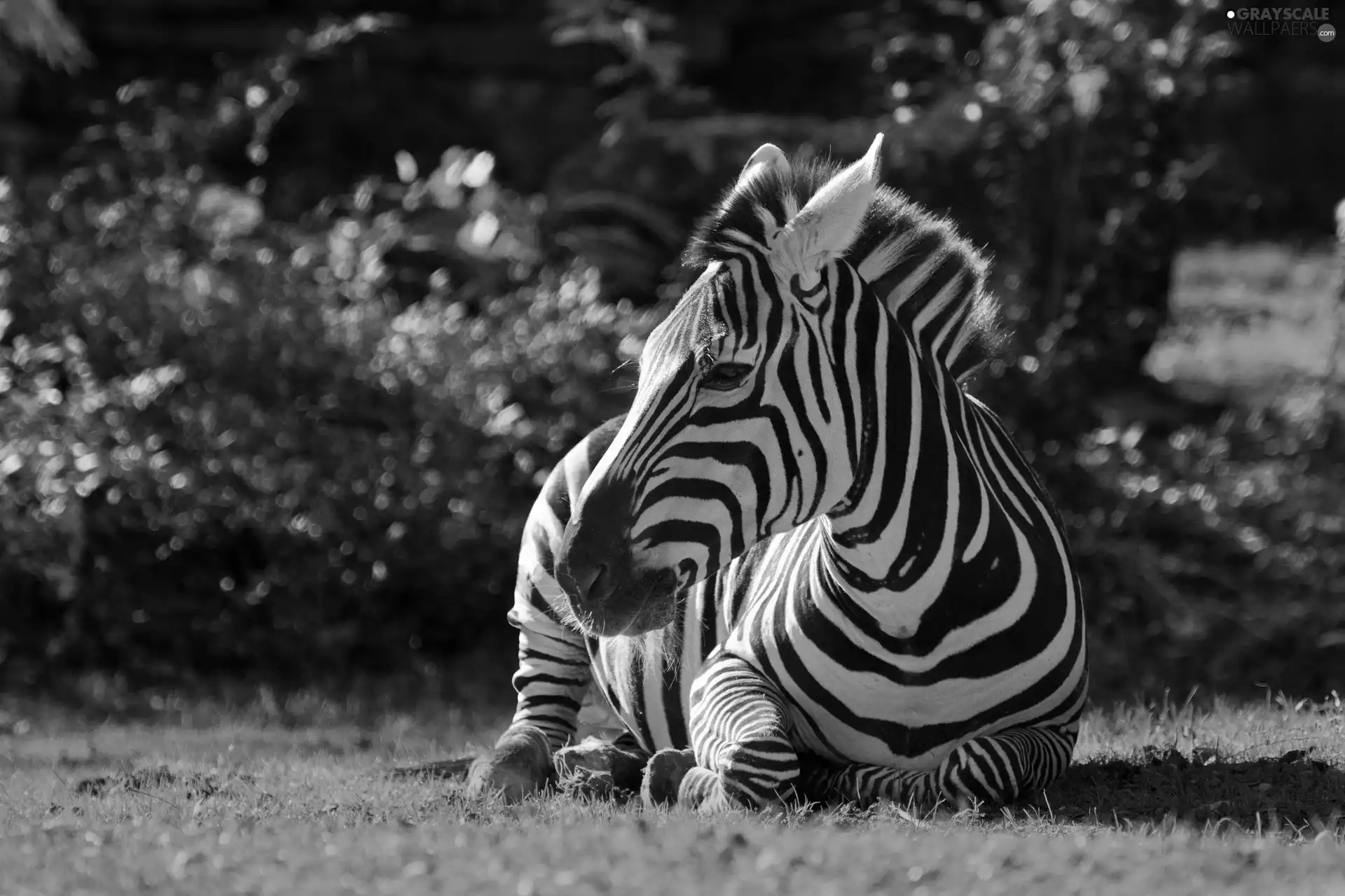 Resting, Zebra