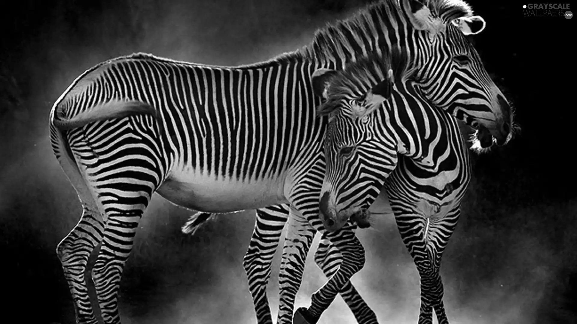 Two, zebra