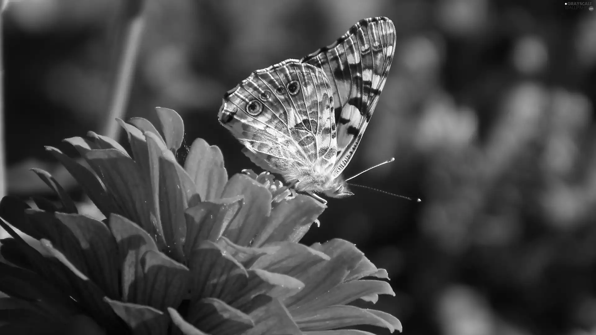 butterfly, Colourfull Flowers, zinnia, Painted Lady