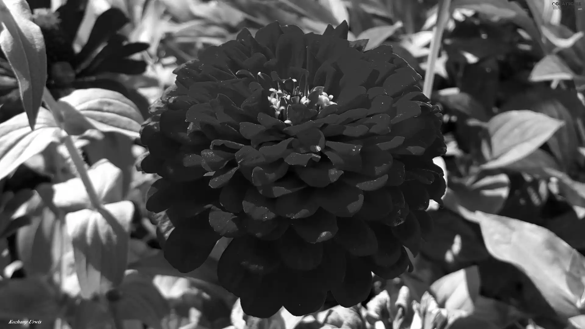 Red, Zinnias