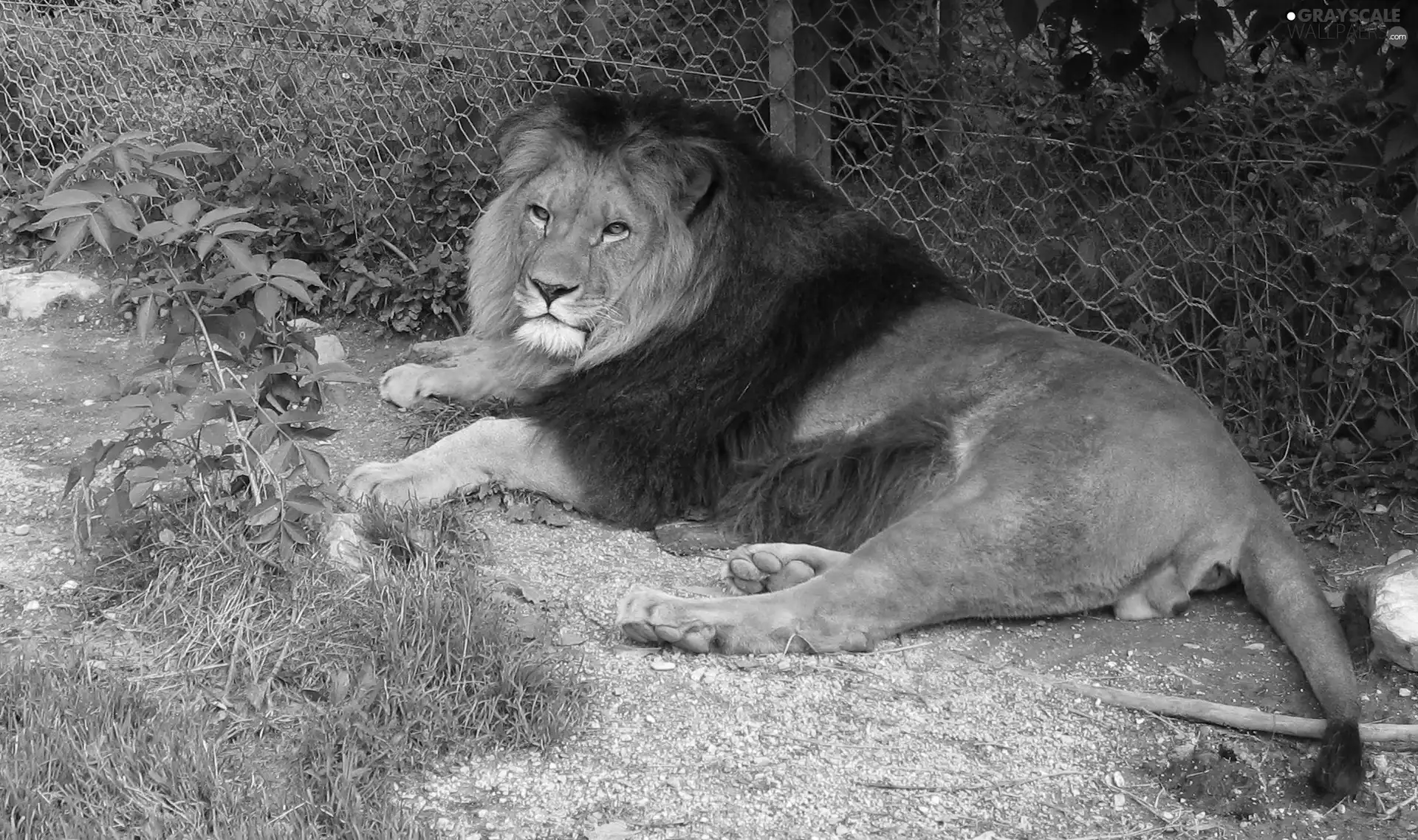 Lion, zoo