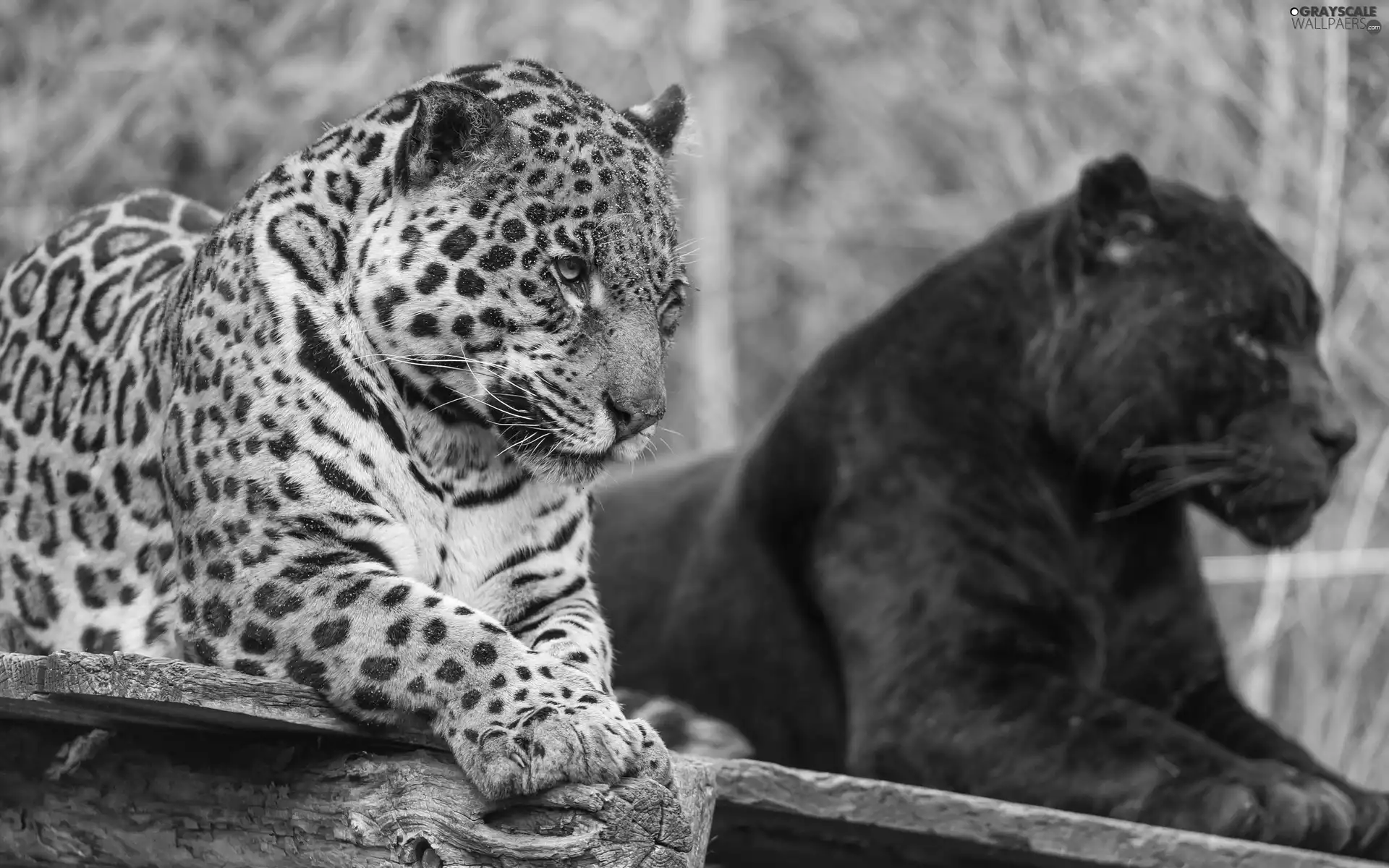 Jaguar, Panther, zoo, black