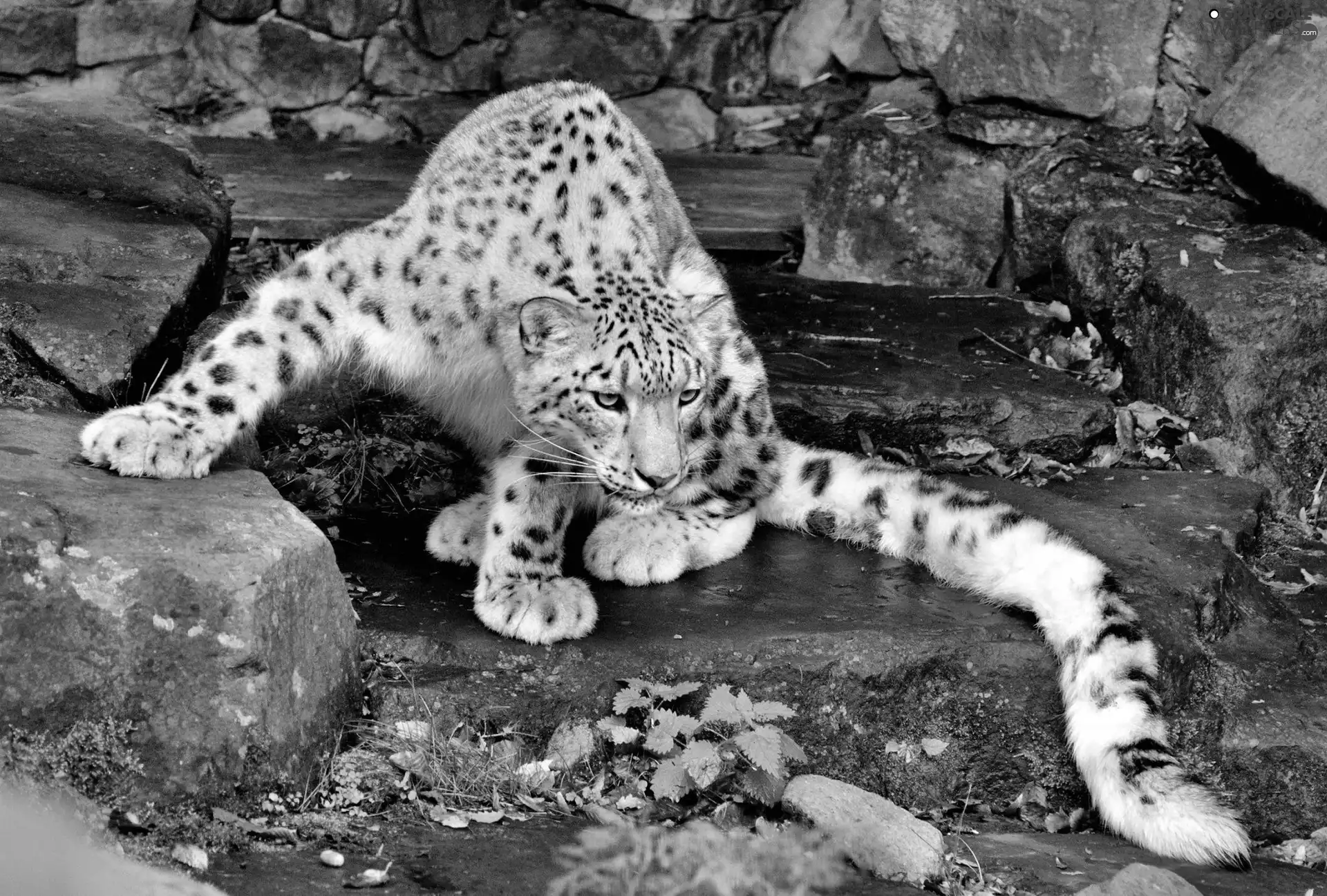 zoo, snow leopard, Panther, Stones, snow