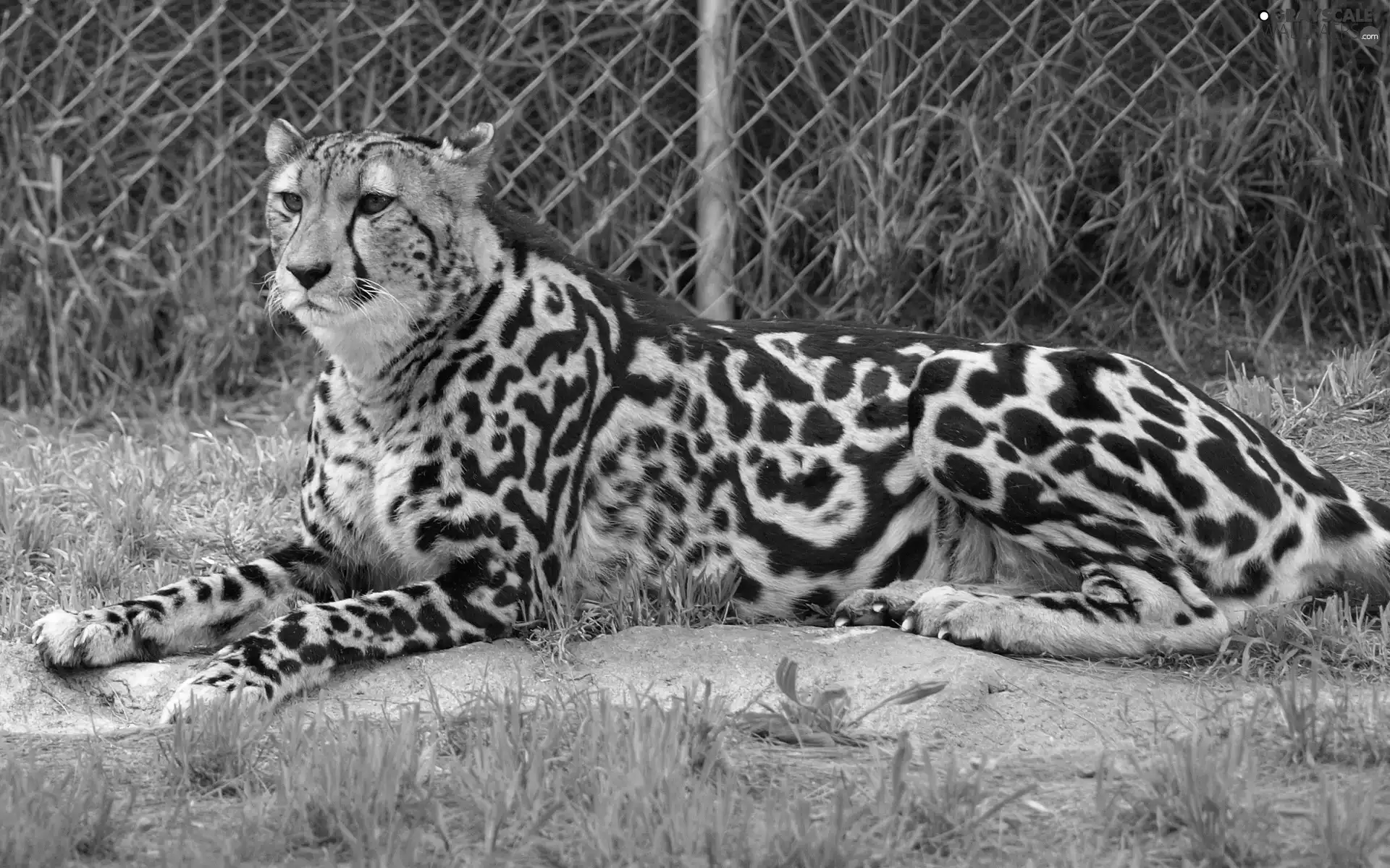 zoological, fence, royal, Garden, Cheetah