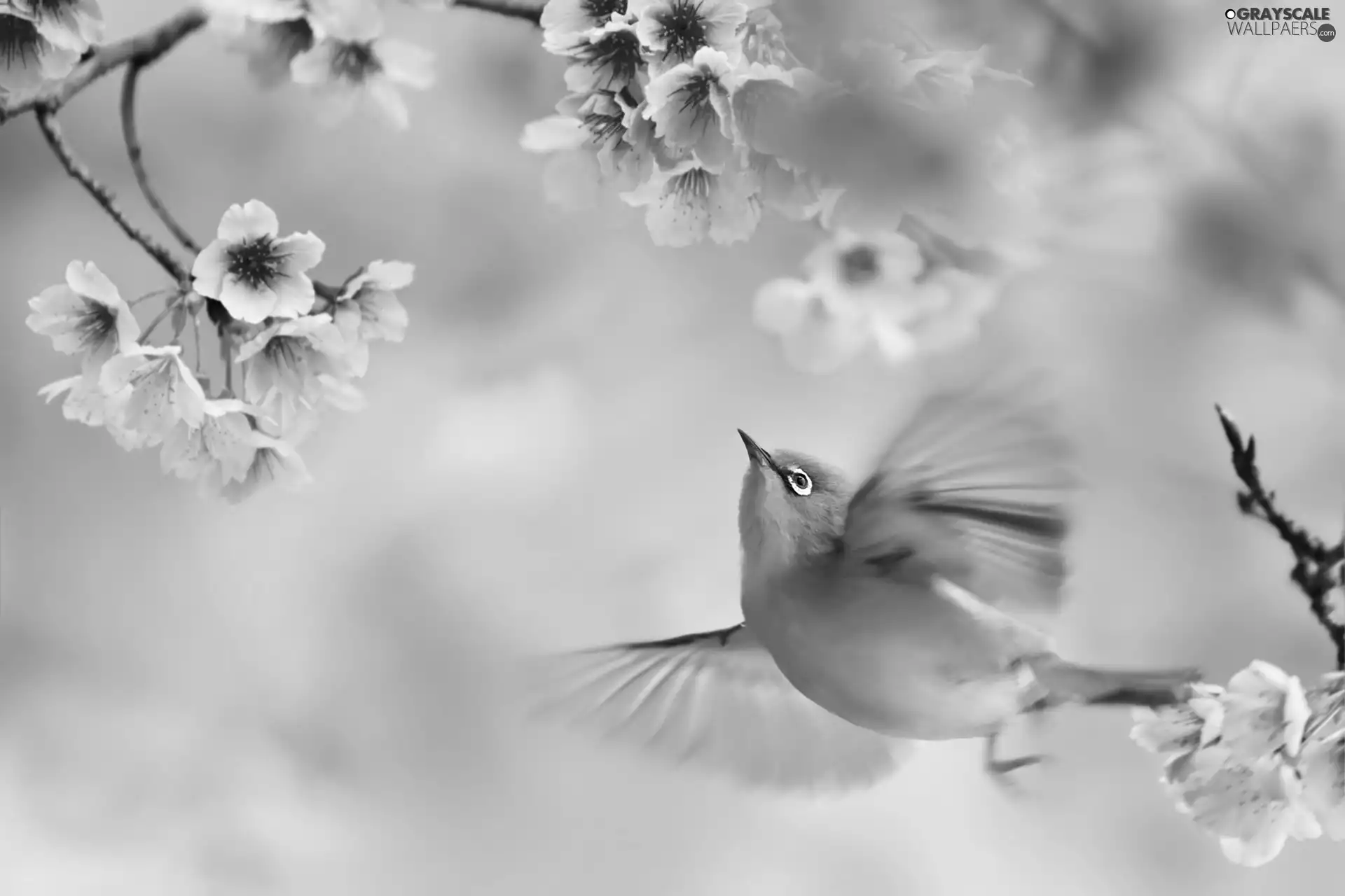 Bird, Zosterops, Pink, Flowers, Twigs